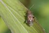 Stictopleurus punctatonervosus